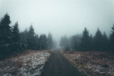 Hd Wallpaper Foggy Pine Trees And Road Forest Plants Nature