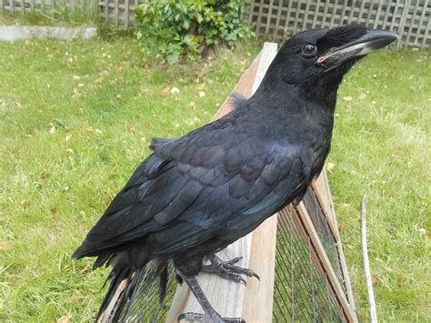 Rook Or Carrion Crow Identify This Wildlife The Rspb