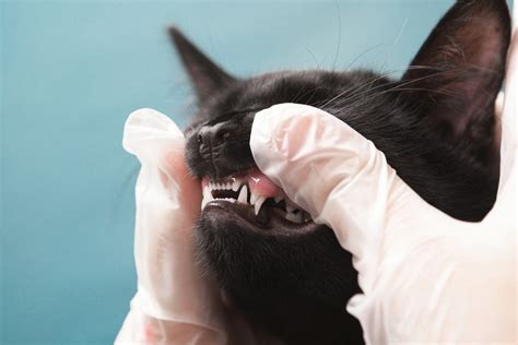 Pale Gums In Cats Causes And Treatments Dutch