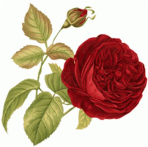 Rose Sticker Rose Discover Share Gifs
