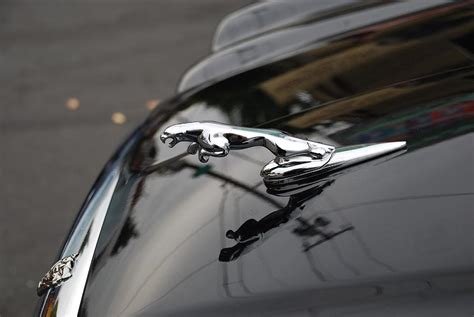 We did not find results for: Jaguar Hood Ornament by Mary Griffin