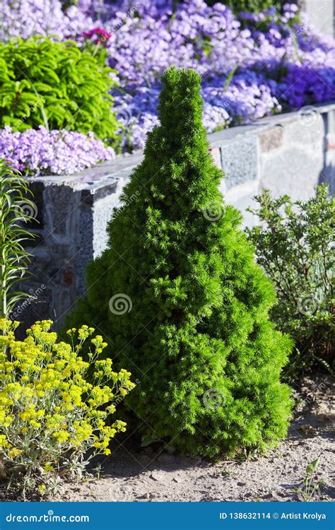 Canadian Spruce Conic Beautiful Green Tree Close Up Stock Photo