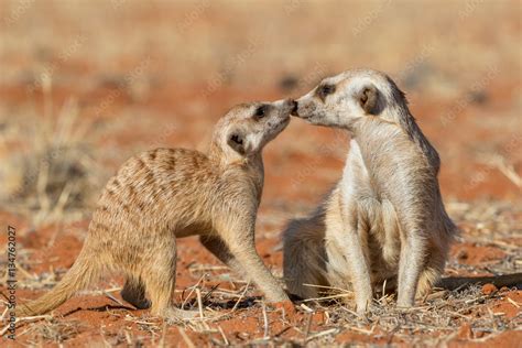 Meerkats Couple Playing On The Sand Suricata Suricatta Kalahari