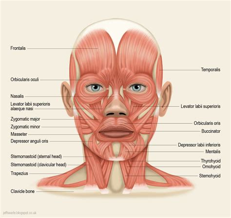 It is responsible for extension,adduction, and (medial) internal rotation of the shoulder joint. muscles of the face - Google Search | Muscle diagram