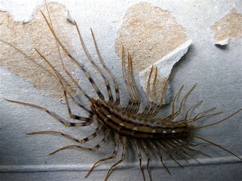 Hence, insects support their rigid structures with a tripod at all times. Japanese Insects so Horrifying You Will Never Visit Japan ...