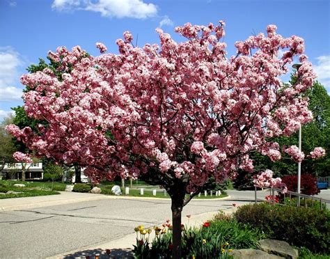 10 Must Have Crabapple Tree Varieties For Your Garden How To Plant Them