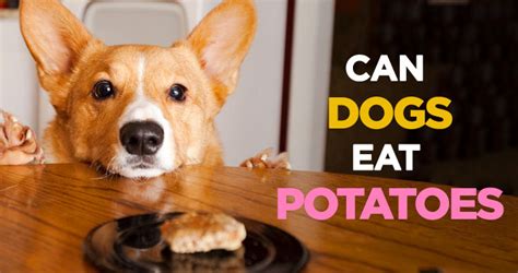 Dogs may be known to get into most any foods that. Can Dogs Eat Potatoes? Yes but Raw Potatoes Are Toxic to Dogs