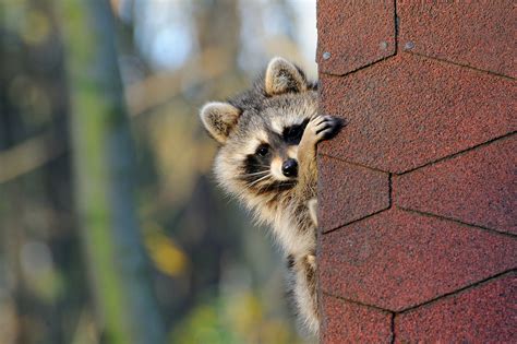 How To Identify Raccoon Damage On Your Roof