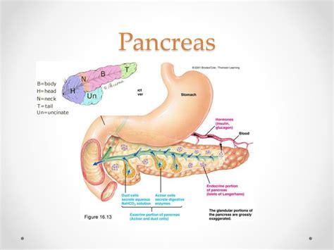 Pancreas Sympathetic Innervation