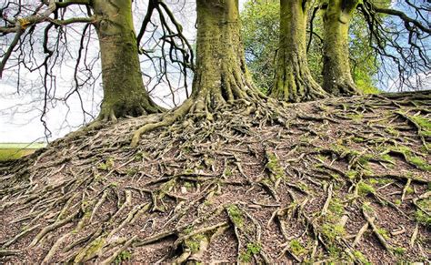 Scientists Peek Into The Hidden World Of Tree Roots