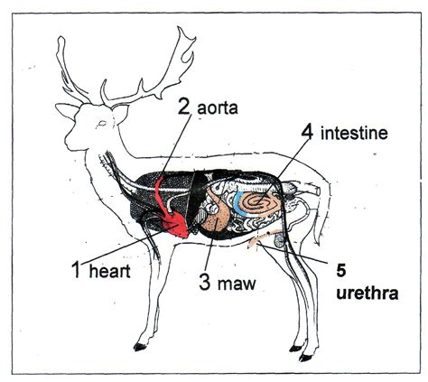 Whitetail Deer Anatomy Diagram