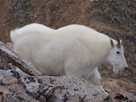 Mountain Goat Kills Hiker In Olympic National Park Driving