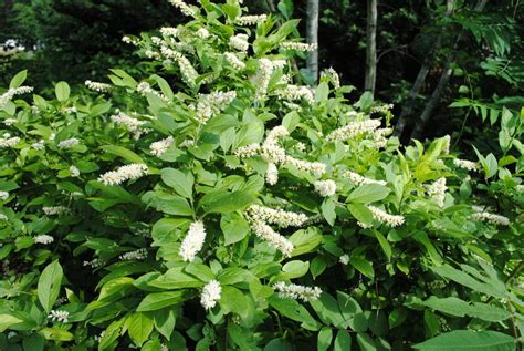 Photo Of The Bloom Of Virginia Sweetspire Itea Virginica Posted By