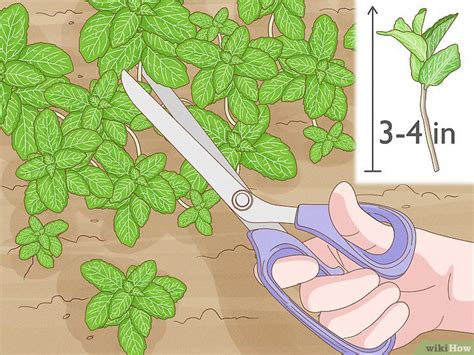 How To Grow Mint From Cuttings An Easy Propagation Guide