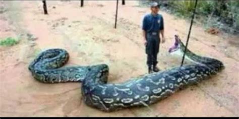 These Are The Biggest And Most Dangerous Snakes In The World
