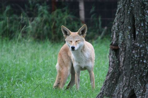 Albany Issues Warning About Coyotes In Several Areas Of The City