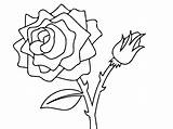 Coloring Rose Roses Flower Printable sketch template