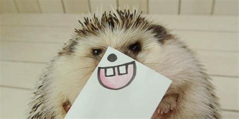 Impossibly Cute Hedgehog Poses With Silly Masks Made Just For Him