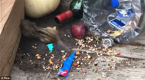 Chipmunk Steals Alcohol Soaked Pet Food In China Daily