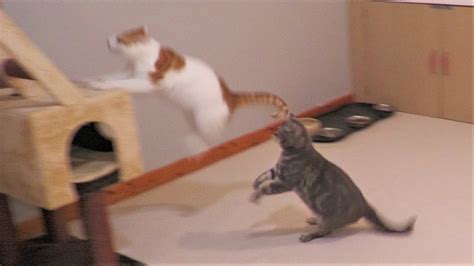 Cats Chasing Each Other Youtube