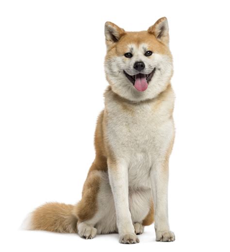 The akita is a large breed of dog originating from the mountainous regions of northern japan. Breed of the Week: The Akita (Video) - Simply For Dogs