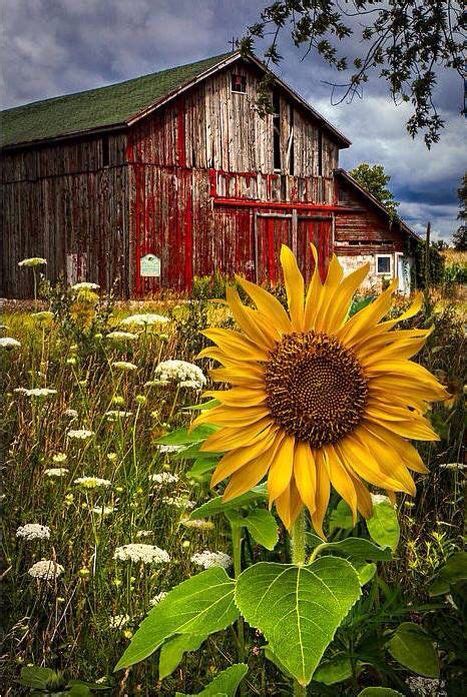 Kansas Red Barn Sunflowers Old Barns Meadow Flowers Red Barns