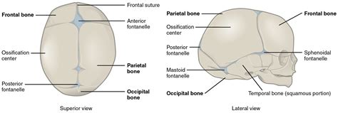 This Diagram Shows The Image Of A Newborn Human Skull The