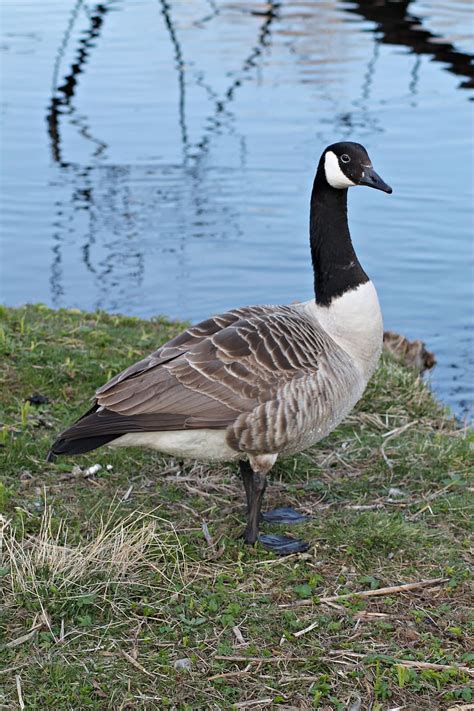 Canada Goose Goose Geese Gislaved Animal Wildlife Bird Animals In