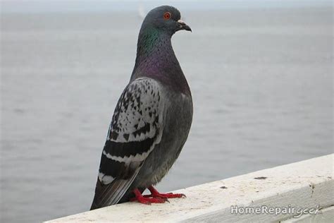 Tie a string across roosting areas. 10 Ways to Get Rid of Pigeons | Get rid of pigeons, Pigeon ...