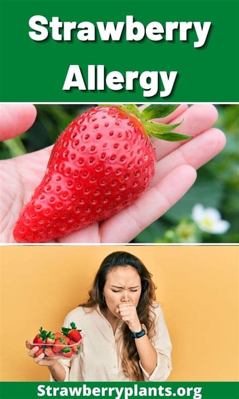 Strawberry Allergy Strawberry Plants