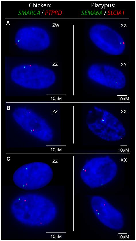 Transcriptional Activity Of Neighbouring Chicken Z Loci And Platypus X5