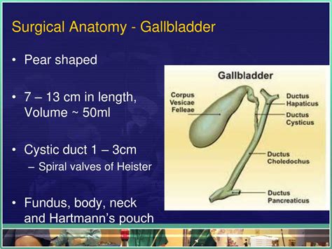 PPT The Biliary System PowerPoint Presentation Free Download ID