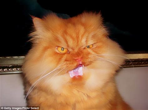Meet Garfi The Cat Who Looks Permanently Angry Daily Mail Online