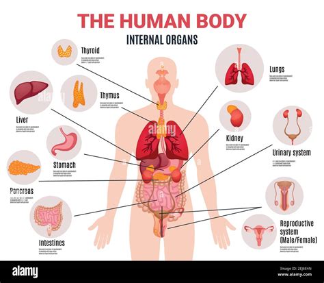 Human Body Internal Organs Schema Flat Infographic Poster With Icons Images Names Location And