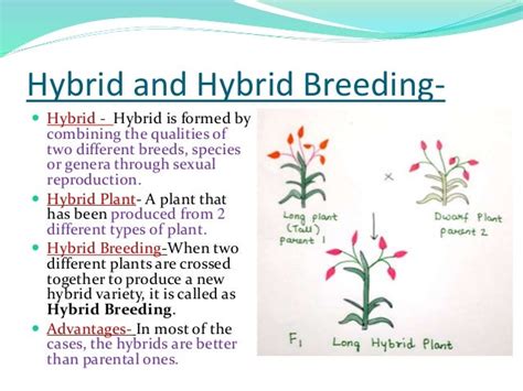 Hybrid Breeding In Plants