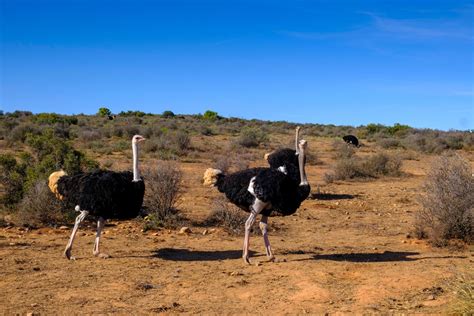 Vom Meeresgrund bis in Savanne Das sind 10 größten Tiere der Welt