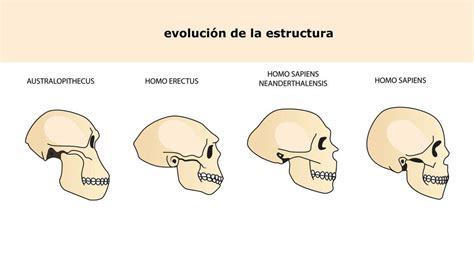 La evolución humana proceso de hominización SobreHistoria com