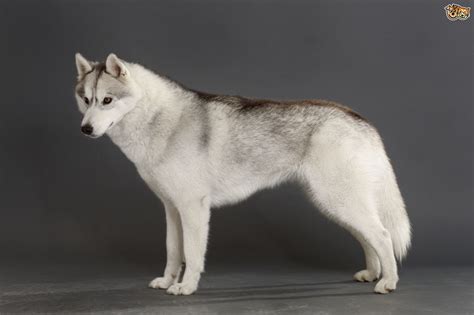 Siberian Husky Dog Breed Facts Highlights And Buying Advice Pets4homes