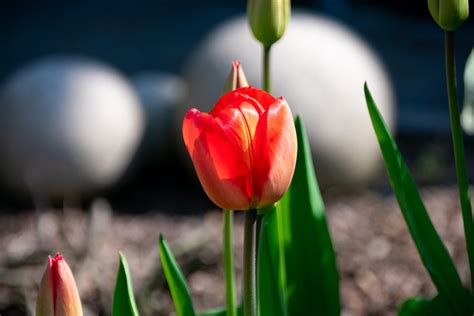 Tulip Red Spring Free Photo On Pixabay Pixabay
