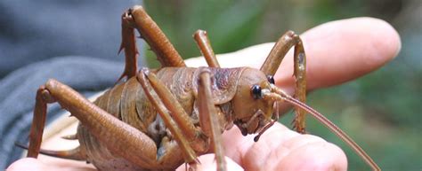 Video The Worlds Heaviest Insect ~ Giant Weta Ento Nation