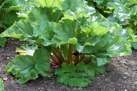 Its Rhubarb Time Indiana Yard And Garden Purdue Consumer