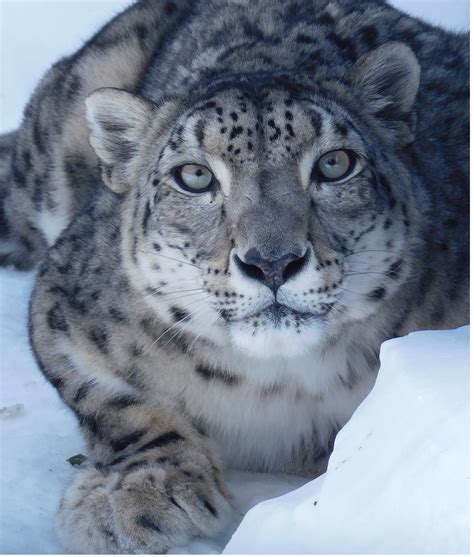 County Zoo's Female Snow Leopard Dies | OCNJ Daily