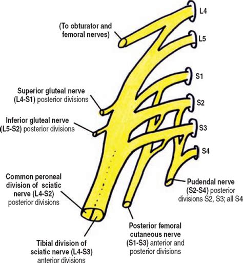 The Diagnostic Anatomy Of The Lumbosacral Plexus Neupsy Key