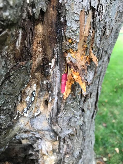 What Is This Pink Flesh Under The Bark Of This Crab Apple Tree In