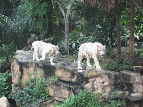 Filewhite Tigers Singapore Zoo