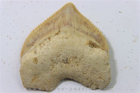 Shark Tooth Squalicorax Pristodontus Maastrichtian Oued Zem
