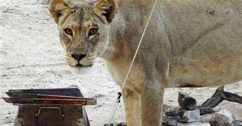 Lions Lick Tent While Campers Inside It In Botswana Park