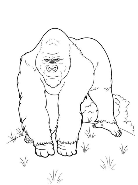 gorilla coloring pages   print gorilla coloring pages