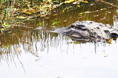 Alligator In Florida Wetlands Stock Image Image Of Crocodile Gator
