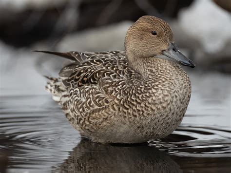 Pintail Ducks Mark Eccleston Photography